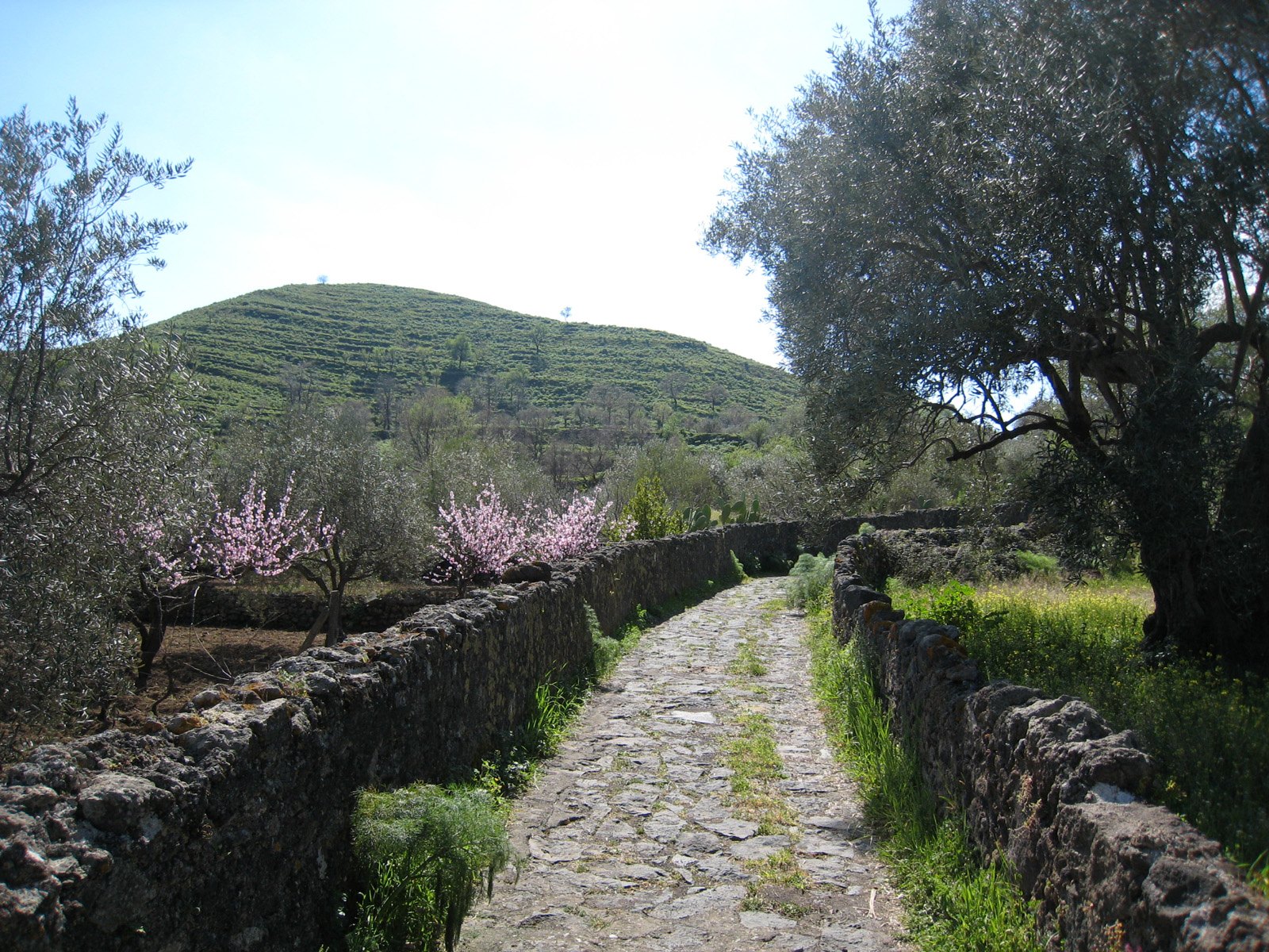 Mojo Alcantara · Monte Mojo